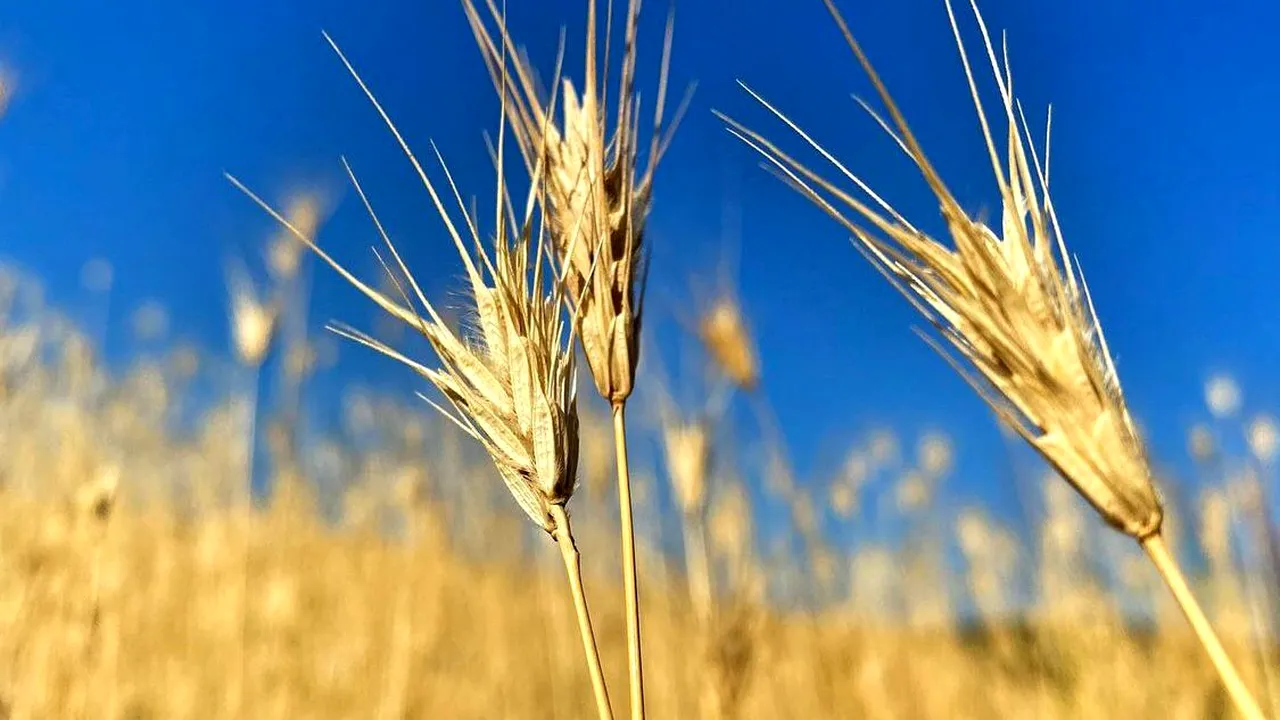 Cotația grâului, în scădere pe fondul progreselor înregistrate la negocierile de la Istanbul