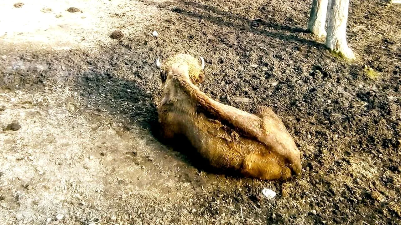 Imagini revoltătoare! Animale înfometate la Grădina Zoologică din Reșița. O tânără a postat fotografiile și a cerut autorităților să intervină 