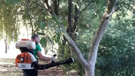 Începe lupta cu țânțarii în parcurile din Capitală. În ce interval orar se face dezinsecția