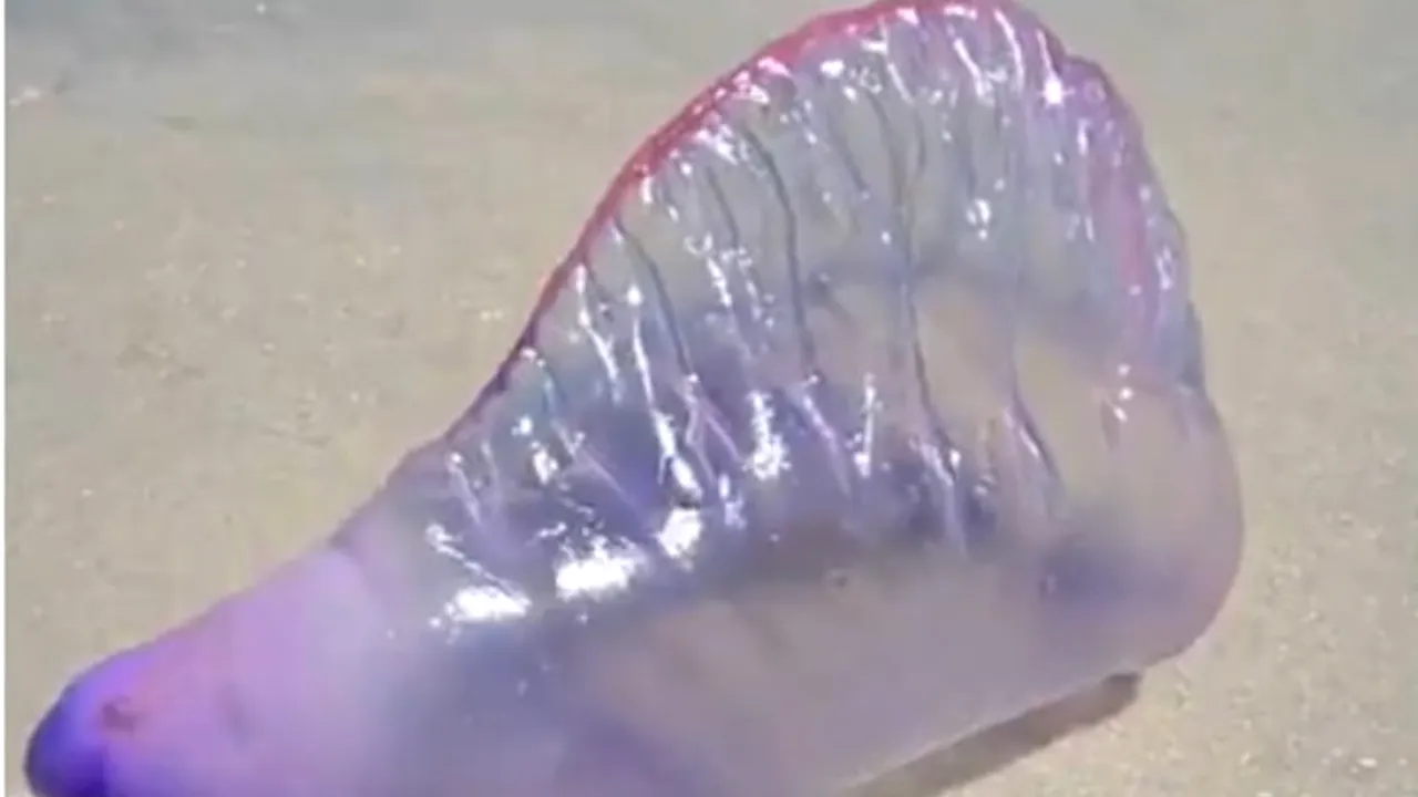 VIDEO. Apariție misterioasă pe o plajă din Brazilia