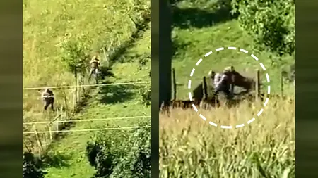 VIDEO | Vânător, atacat de un urs în timp ce încerca să îl elibereze dintr-un gard. Animalul a fost împușcat de un coleg al bărbatului