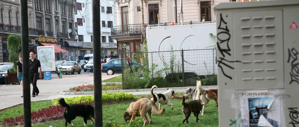 Harta câinilor vagabonzi din București. Zonele cu probleme din fiecare sector