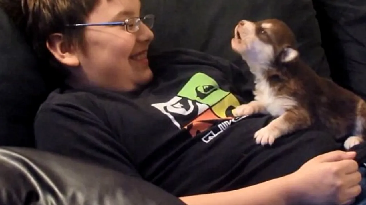 VIDEO. Cum învață un pui de husky să urle