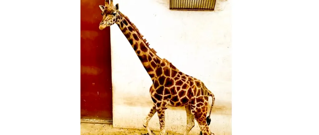 A murit singura girafă care mai putea fi văzută la o grădină zoologică din România! „Gina” s-a înecat cu propriul suc gastric