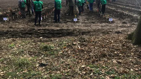 INDUSTRIE. Mafia lemnului își freacă mâinile. Romsilva a plantat 27 de milioane de puieți forestieri!