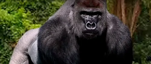 CARANTINĂ LA ZOO. Gorilele, plasate în izolare, după ce un tigru din Bronx a fost depistat cu noul coronavirus