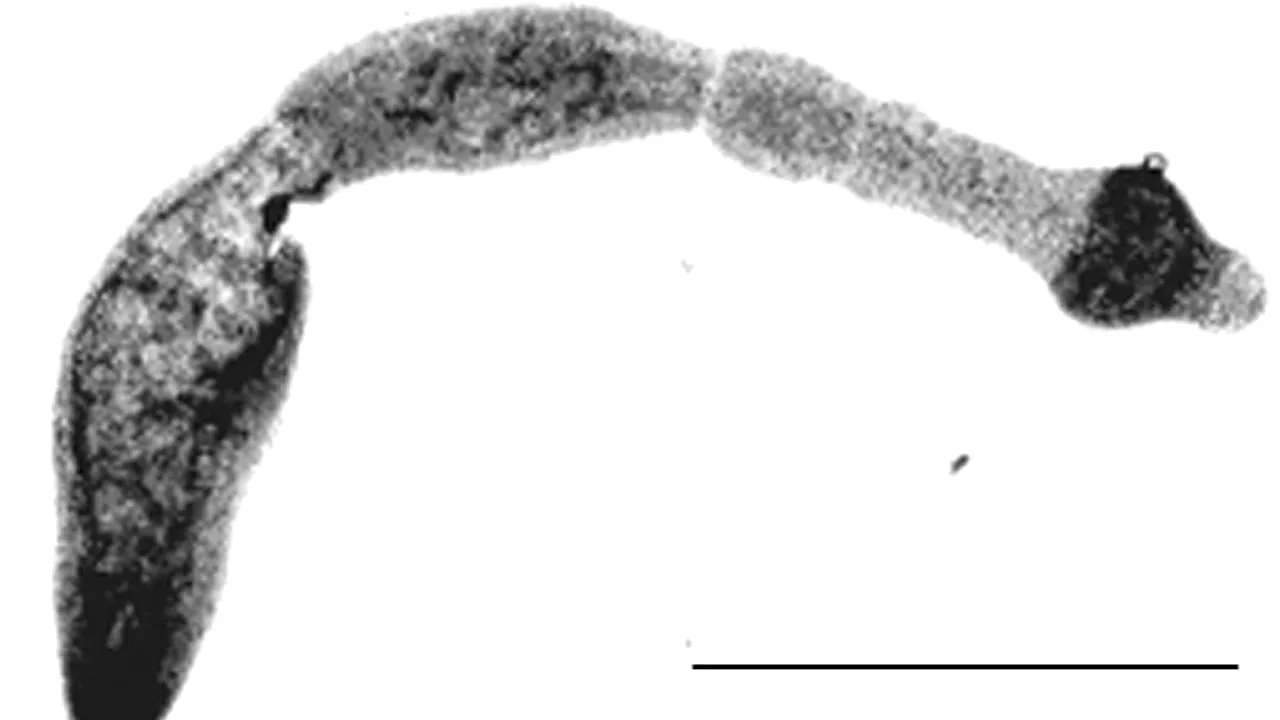 O boală stârnește îngrijorări în America de Nord: Parazitul ar fi fost adus pe continent de câini din Europa