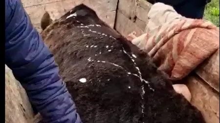 „Atenție ursuleți! Nu faceți ca el, că așa pățiți!