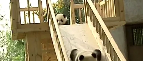 VIDEO. Patru pui de urs panda, vedete pe internet 