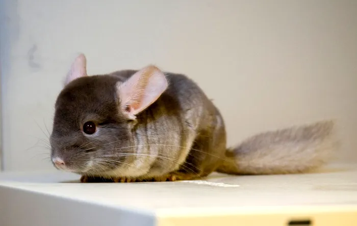 Șinșila - Foto: Profimedia Images