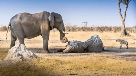 Gest emoționant al unui elefant. Animalul 