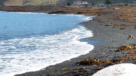 Descoperirea impresionată făcută de cercetători pe o plajă din Noua Zeelandă. 