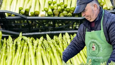 De la fermele din Germania, la propria plantație cu „hrana regilor”. Un bucovinean a dat lovitura cu o afacere cu sparanghel