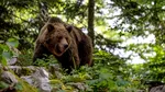 Țara europeană care a aprobat vânzarea de carne de URS. Măsura a provocat revoltă în rândul iubitorilor de animale