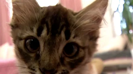 Poliția animalelor, la prima arestare. Adolescent reținut pentru că a omorât o pisică! Scene terifiante surprinse în Timișoara!