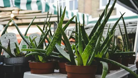 Vine iarna! Ce plante trebuie să așezi la ferestre pentru a nu avea umezeală în casă