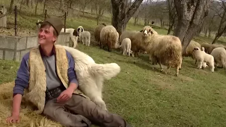 Ireal cu ce FRUCT „exotic” a ajuns un cioban român să-și hrănească oile chiar pe câmp. Imaginile au devenit virale pe internet