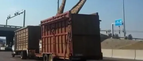 Incidentul care a stârnit REVOLTĂ pe internet: ce s-a întâmplat cu o girafă transportată într-un camion