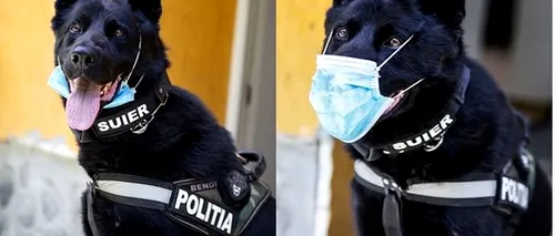 Șuier, câinele polițist, ne învață cum să purtăm corect masca de protecție (GALERIE FOTO)