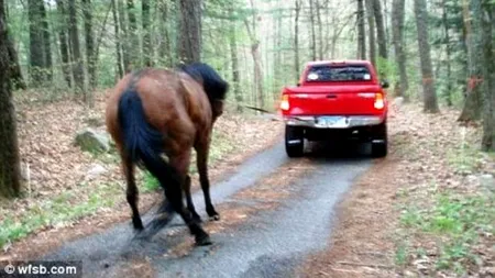 FOTO. Metoda brutală pe care un american a folosit-o pentru a-și aduce la fermă calul care fugise