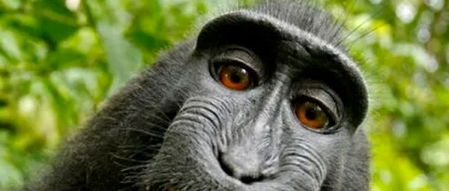 Proces inedit în SUA, pentru a stabili cine este proprietarul fotografiei de mai jos: maimuța care și-a făcut selfie sau fotograful căruia i-a fost furat aparatul