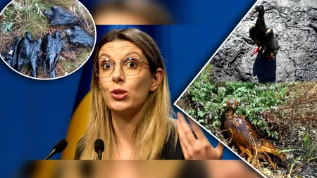 Masacru ecologic ignorat de ministrul Mediului. Bălți de petrol abandonate au devenit capcane mortale pentru sute de porumbei de concurs care sfârșesc în chinuri greu de imaginat. Gândul a tras un semnal de alarmă încă de acum 2 ani
