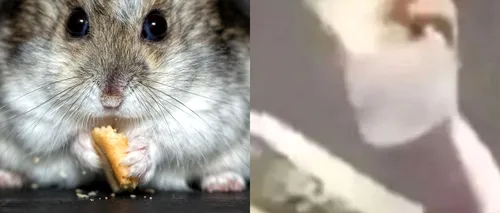 Pedeapsa primită de femeia care a fost filmată în timp ce și-a tăiat hamsterul de companie și apoi l-a mâncat