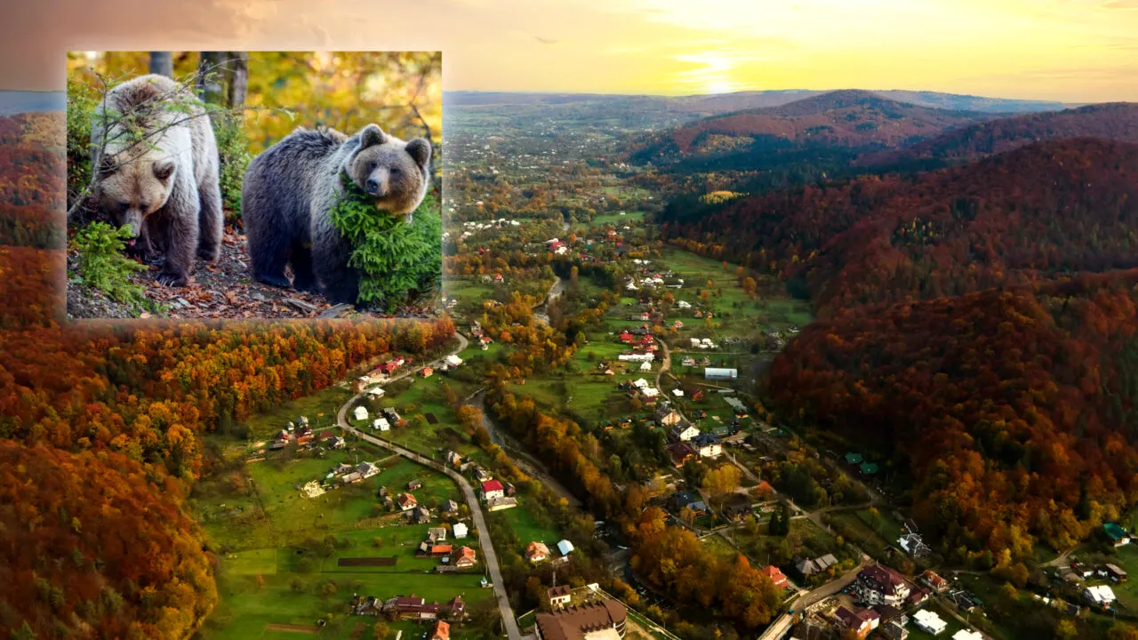 Taxă lunară de 25 de lei pentru a deveni părinte virtual. Locul din România în care poți „adopta” un urs sălbatic