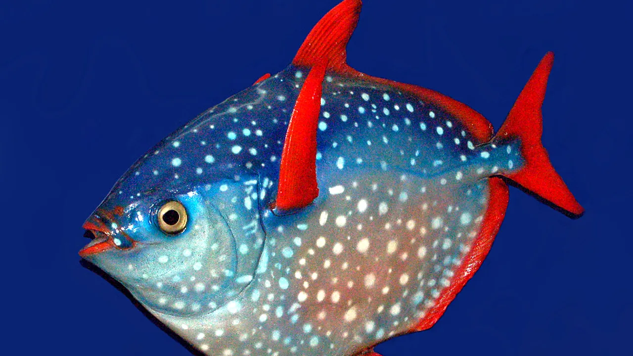 A fost descoperit un pește unic în lume