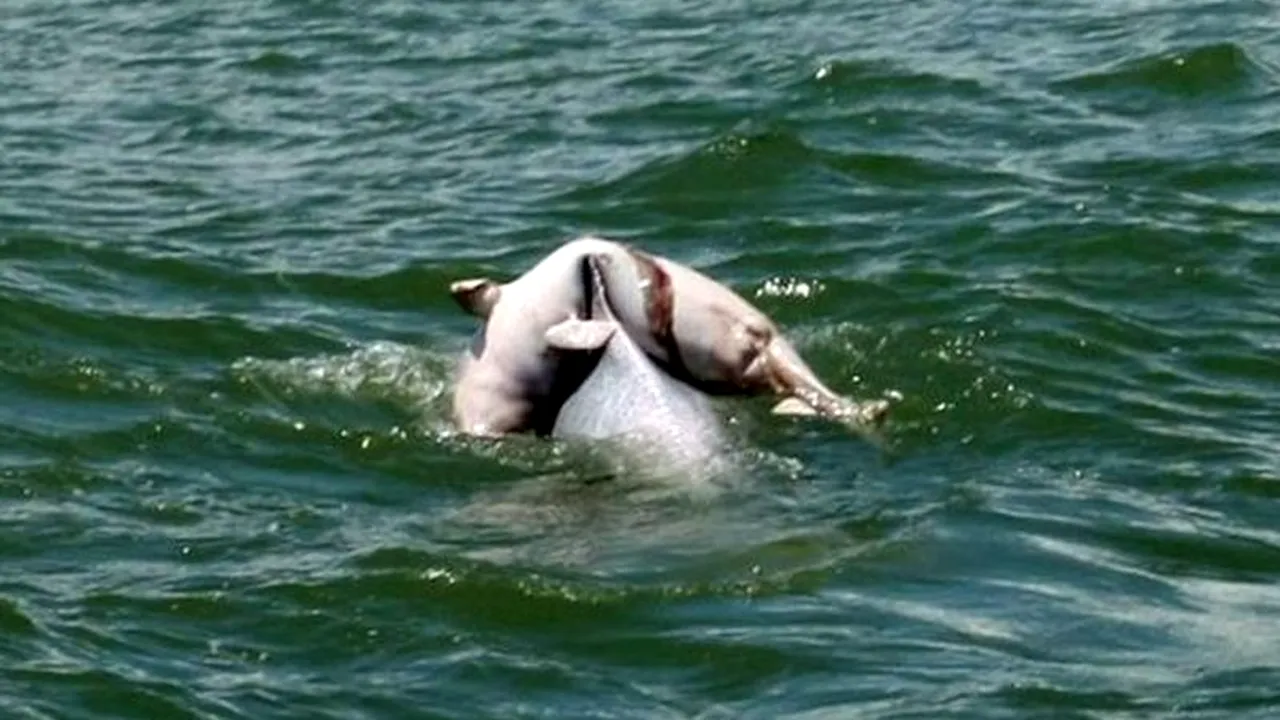 Imaginea care redefinește emoția: ce face o femelă delfin cu puiul ei mort. FOTO