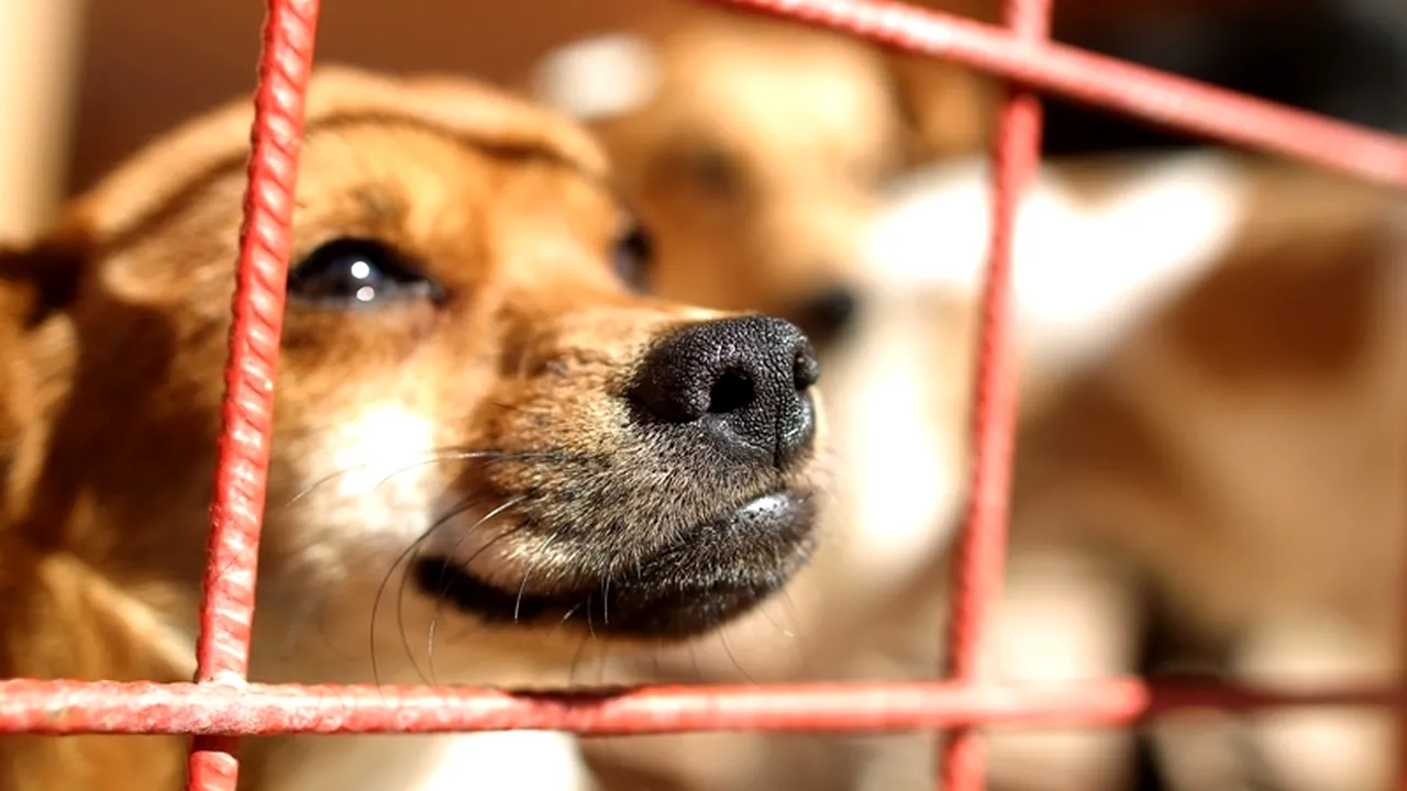 Cânii fără stăpân din Suceava nu vor fi eutanasiați, ci adoptați, mulți în Germania