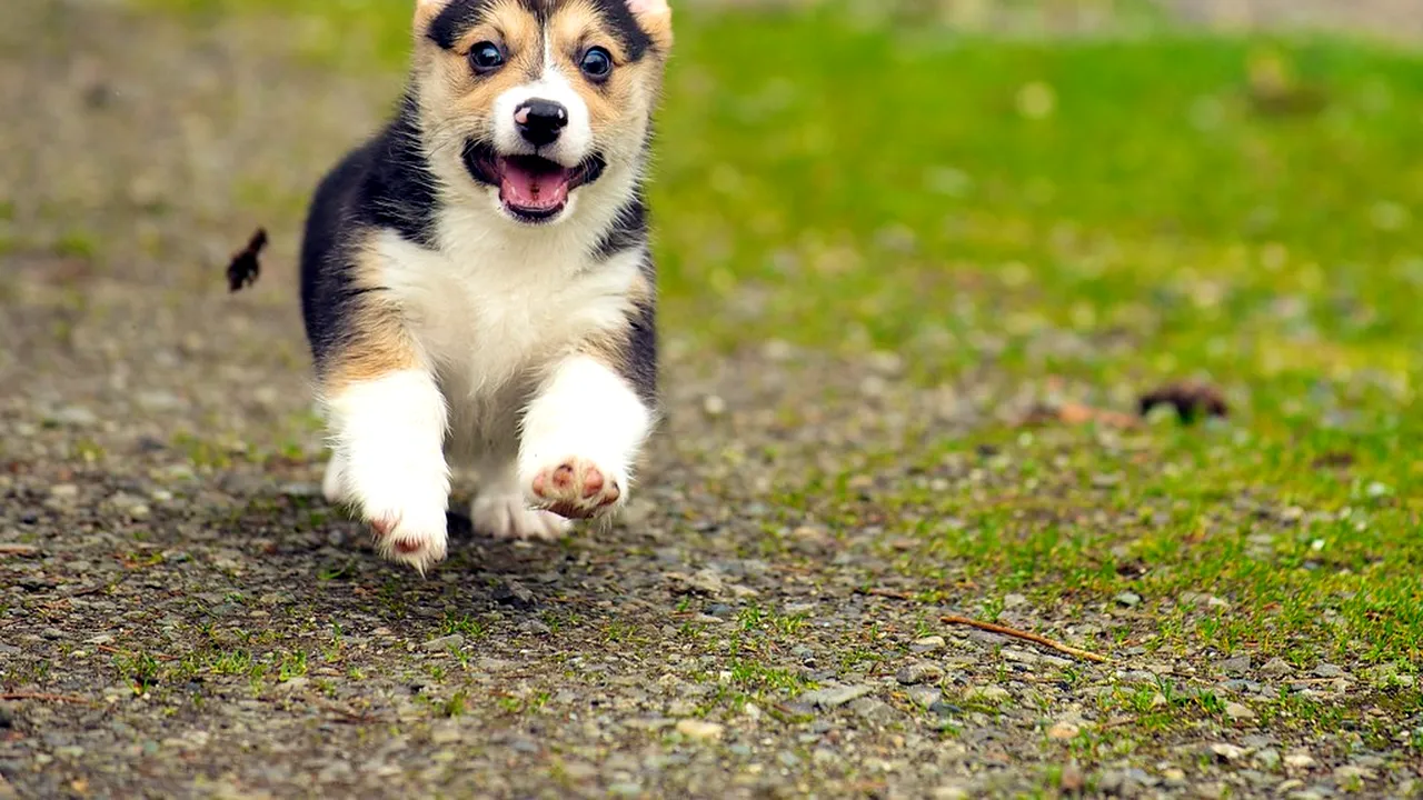 În grija cui rămân cei doi câini corgi ai reginei Elisabeta a II-a