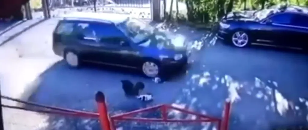 Cățeluși călcați și omorâți cu nonșalanță de o șoferiță din Fălticeni. Doi pui au murit în chinuri groaznice (VIDEO)