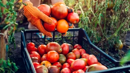 Descinderi în Dâmbovița. Producători locali bănuiți că au PĂCĂLIT statul pentru a beneficia de banii din Programul Tomata