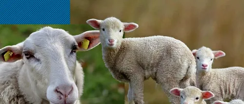 Viză de Algeria pentru MIOARELE CARPATINE. România poate exporta oi în Magreb, vii sau bucăți, conform unui acord iminent