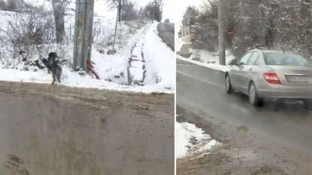 Un câine a fost abandonat în ger de o profesoară de limba română din Bistriţa: „N-am vrut să îl omor”