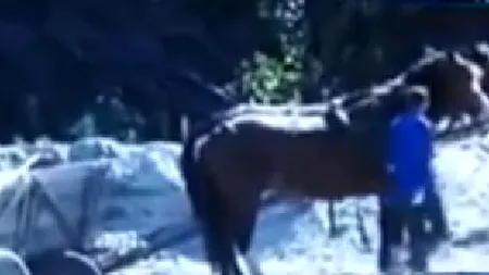 Gorjeni anchetați penal de Poliție după ce au fost filmați lovind violent doi cai de la o căruță