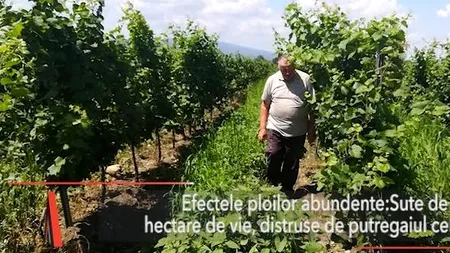 Sute de hectare de VIE, DISTRUSE de putregaiul cenușiu