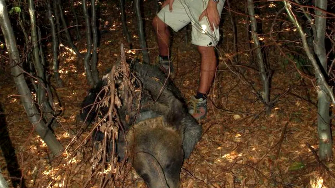 Un urs brun din Maramureș, monitorizat de WWF, OMORÂT DE BRACONIERI