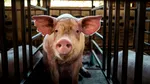 Legea porcului a fost modificată: transportul ilegal a cel puțin șase porci devine infracțiune. Animalele și vehiculul pot fi confiscate