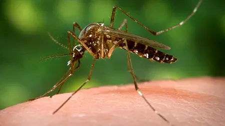 Epidemia de febră galbenă provoacă zeci de decese