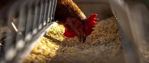 33 de mii de păsări de la o fermă din Giurgiu au fost eutanasiate după descoperirea unui focar de gripă aviară