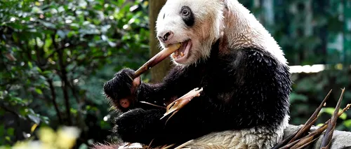 A murit cel mai vârstnic panda care trăia în captivitate! (VIDEO)