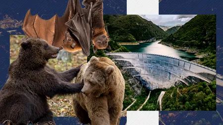 Ani de zile urșii, liliecii, hârciogii, pârșii și lostrița au SABOTAT securitatea energetică României. Bogdan Ivan: Acum s-au mobilizat și MOLUȘTELE 