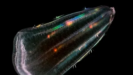  O nouăÂƒ teorie: oamenii se trag din meduze