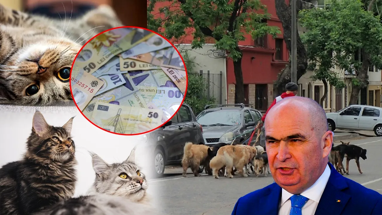 În atenția premierului Ilie Bolojan: 10 milioane de câini și pisici umblă netaxați prin România. Piața produselor pentru animalele de companie a ajuns la 1 miliard de euro