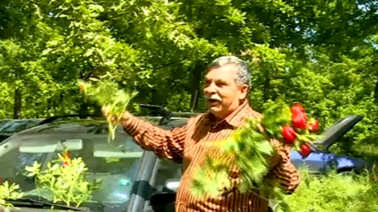 Cum au distrus 10.000 de români veniți la grătare o pădure de bujori protejați: „Prin ruperea bujorului, semințele lui se răspândesc și el se înmulțește