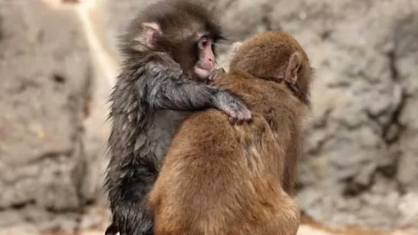 Punch, celebrul pui de macac, și-a făcut „iubită”. Imaginile care au emoționat internetul