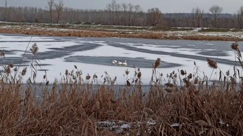 Lebede blocate pe un lac înghețat, salvate de pompieri