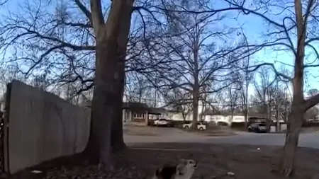 Eroul patruped. Un câine i-a ghidat pe polițiști până la locul în care se afla un copil dispărut